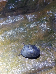 Nerita undata