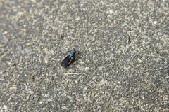 Ectrychotes andreae