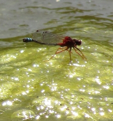 Xanthagrion erythroneurum