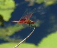 Tramea stenoloba