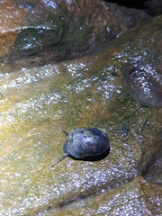 Nerita undata