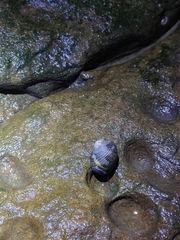 Nerita undata