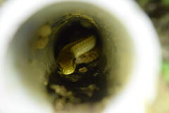 Elaphe quadrivirgata