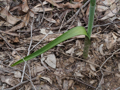 Thelymitra aristata