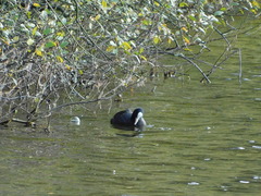 Fulica atra