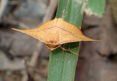 Striglina