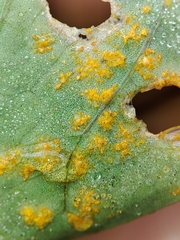 Puccinia oxalidis
