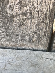 Menemerus semilimbatus