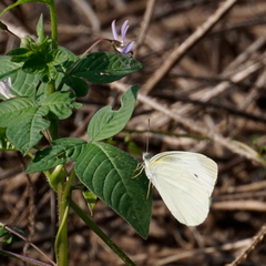 Pieris rapae crucivora