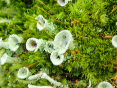 Cladonia chlorophaea