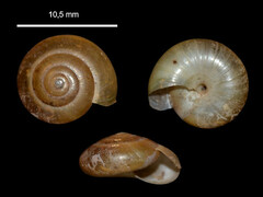 Morlina glabra