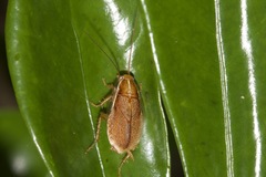Balta bicolor