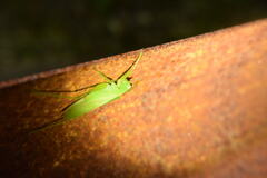 Hexacentrus japonicus