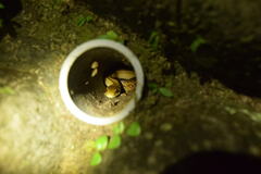 Elaphe quadrivirgata