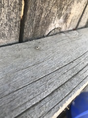 Menemerus semilimbatus