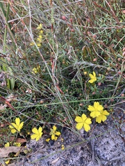Hibbertia acicularis