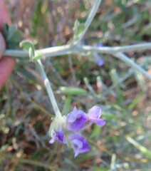Psoralea hirta
