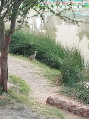 Nycticorax nycticorax