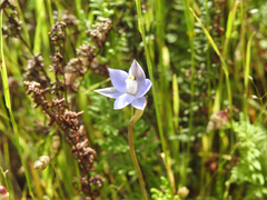 Thelymitra arenaria