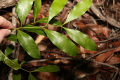 Guioa acutifolia