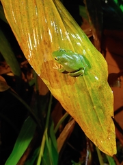 Zhangixalus taipeianus