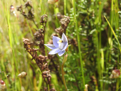 Thelymitra arenaria