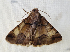 Cryphaea xylina