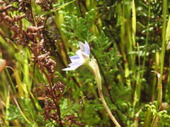 Thelymitra arenaria
