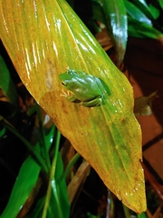 Zhangixalus taipeianus