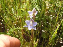 Thelymitra arenaria
