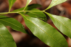 Guioa acutifolia