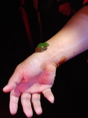 Zhangixalus taipeianus