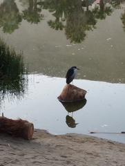 Nycticorax nycticorax