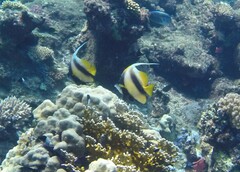 Heniochus intermedius