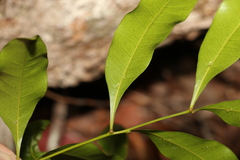 Guioa acutifolia