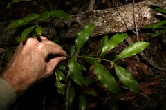 Guioa acutifolia