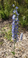 Thelymitra grandiflora