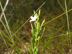 Philotheca queenslandica