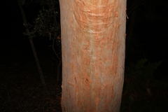 Angophora leiocarpa