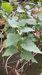 Lamium album