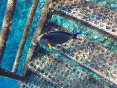 Acanthurus sohal
