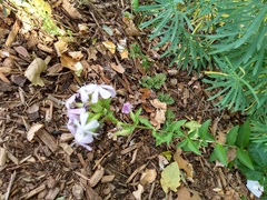 Saponaria officinalis