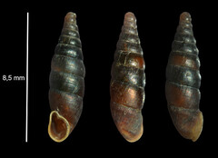 Clausilia rugosa parvula