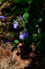 Brillantaisia cicatricosa