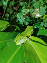 Zhangixalus prasinatus