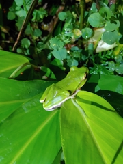 Zhangixalus prasinatus