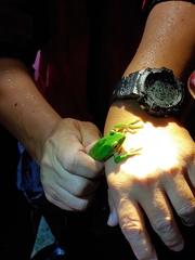 Zhangixalus prasinatus