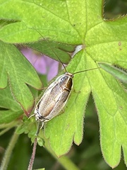 Balta bicolor
