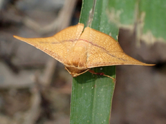 Striglina