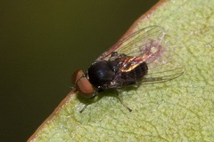 Lindneromyia